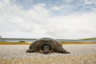 Florida'da Tedavi Edilen 215 Kiloluk Yeşil Deniz Kaplumbağası Okyanusa Döndü