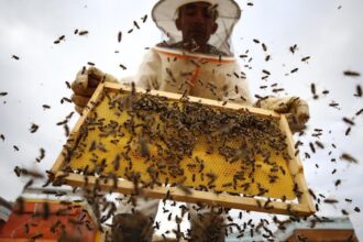 Türkiye'de Bal Üretiminde 100 Bin Ton Hedefi: 2026 Beklentileri Açıklandı