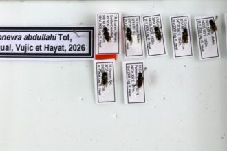 Akademisyenden Vefa: Keşfettiği Yeni Türe Kaybettiği Oğlunun Adını Verdi