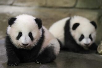 Çin ve ABD Arasında 'Panda Diplomasisi' Yeniden Başlıyor