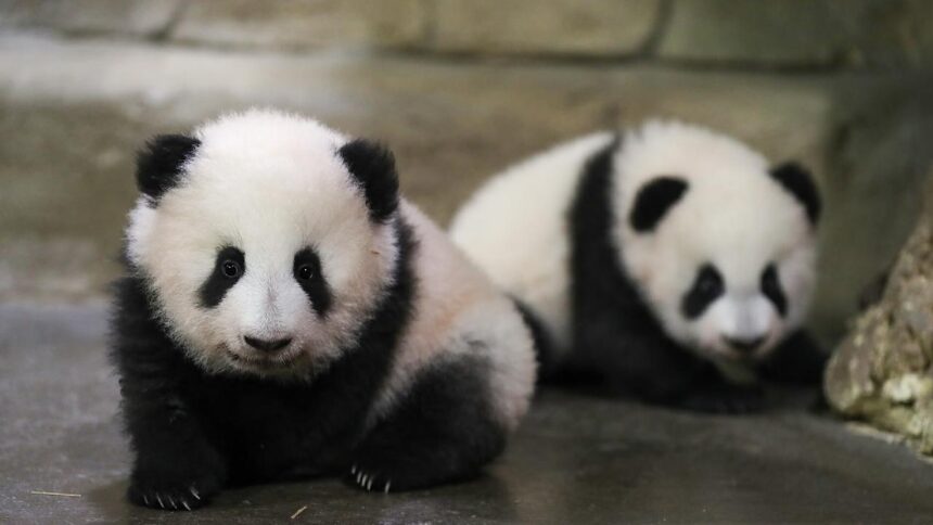 Çin ve ABD Arasında 'Panda Diplomasisi' Yeniden Başlıyor