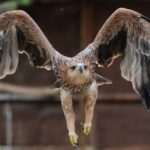Tedavisi Tamamlanan Şah Kartal Doğal Yaşamına Dönüyor