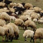Norveç'te Tarihi Keşif: Dünyanın En Eski Hayvan Fosillerinden Biri Gün Yüzüne Çıkarıldı