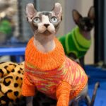 Rusya Kedi Sahipliğinde Dünya Zirvesinde: Sokak Hayvanı Sayısında Artış Endişesi