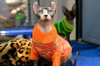Rusya Kedi Sahipliğinde Dünya Zirvesinde: Sokak Hayvanı Sayısında Artış Endişesi