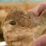 Şanidar Mağarası'ndaki 75 Bin Yıllık Neandertalın Gizemi Çözülüyor