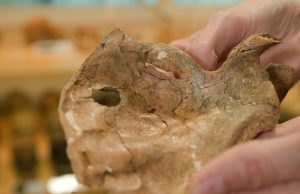 Şanidar Mağarası'ndaki 75 Bin Yıllık Neandertalın Gizemi Çözülüyor
