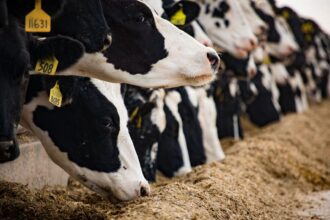 Hayvancılık Sektöründe Yeni Dönem: İşletmeler 5 Farklı Kategoride Sınıflandırılacak