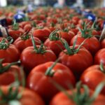 Türkiye'nin Yaş Sebze İhracatında 9 Aylık Performans: 822 Milyon Dolar Gelir