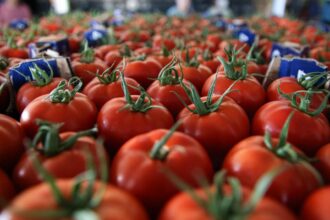 Türkiye'nin Yaş Sebze İhracatında 9 Aylık Performans: 822 Milyon Dolar Gelir