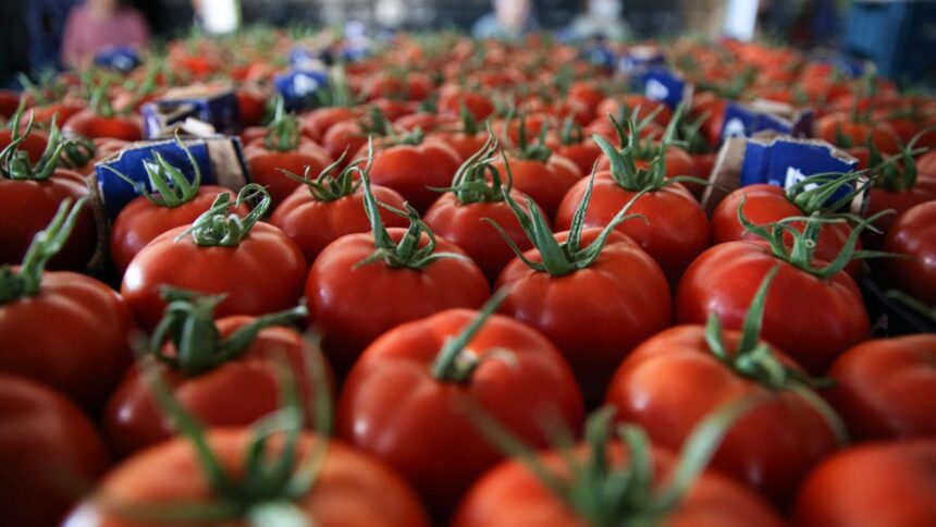 Türkiye'nin Yaş Sebze İhracatında 9 Aylık Performans: 822 Milyon Dolar Gelir