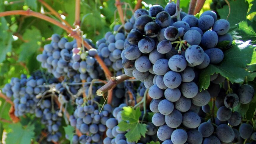 Tarımda Üretici Fiyat Endeksi Eylül Ayında Geriledi
