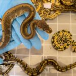 Kapıkule'de Yasa Dışı Yaban Hayatı Operasyonu: 67 Canlı Piton Ele Geçirildi