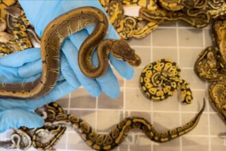 Kapıkule'de Yasa Dışı Yaban Hayatı Operasyonu: 67 Canlı Piton Ele Geçirildi